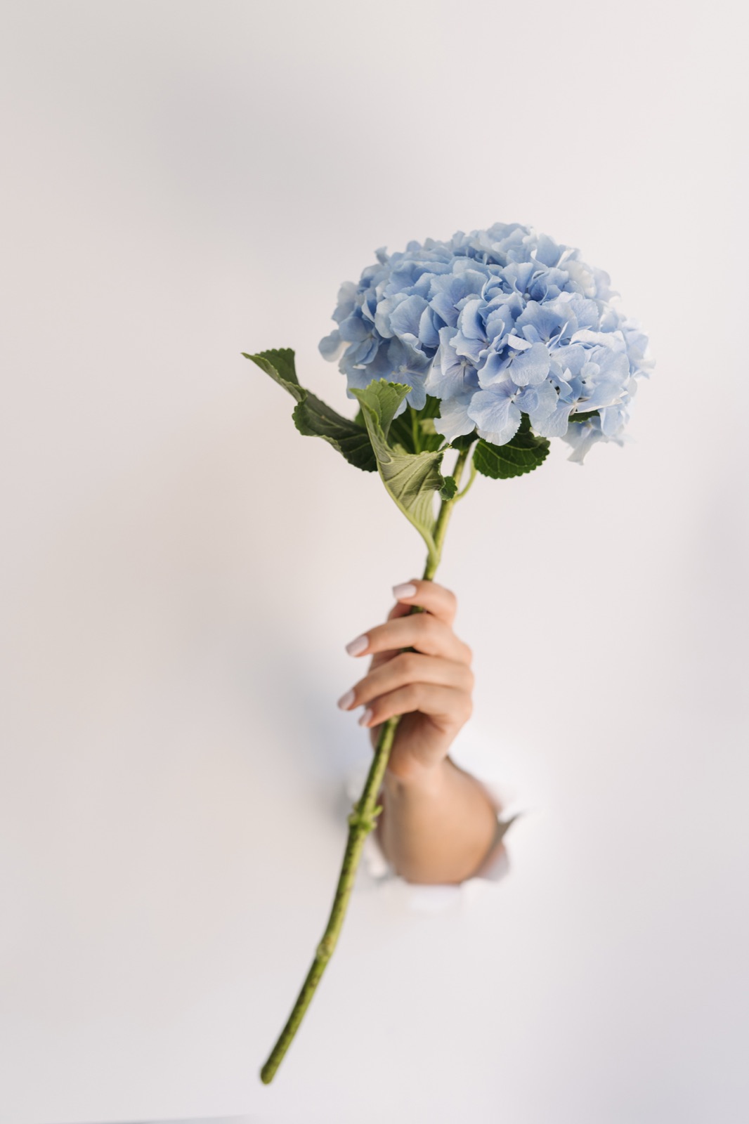 Pure Exposure — minimalism and white background